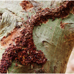 7 Warning Signs of a Termite Infestation in Your Home