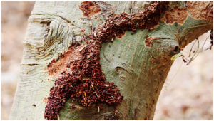 7 Warning Signs of a Termite Infestation in Your Home